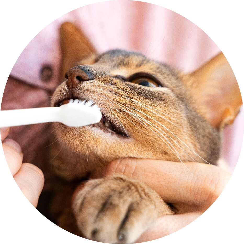 cat with toothbrush